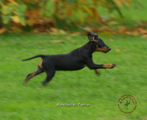 Manchester Terrier 9B080D-07.JPG